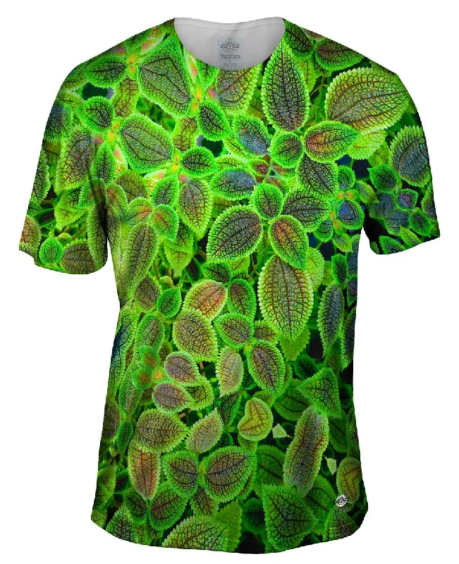 Bright Shirts Pilea Involucrata The Friendship Plant
